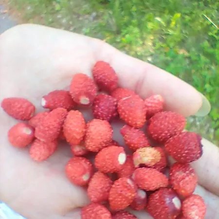 2 Imatra